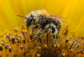 По всей планете массово гибнут пчелы