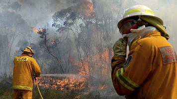 Коалы гибнут тысячами: как Австралия страдает от пожаров