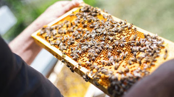 От Нотр-Дама до Оперы: зачем в Париже держат пчел