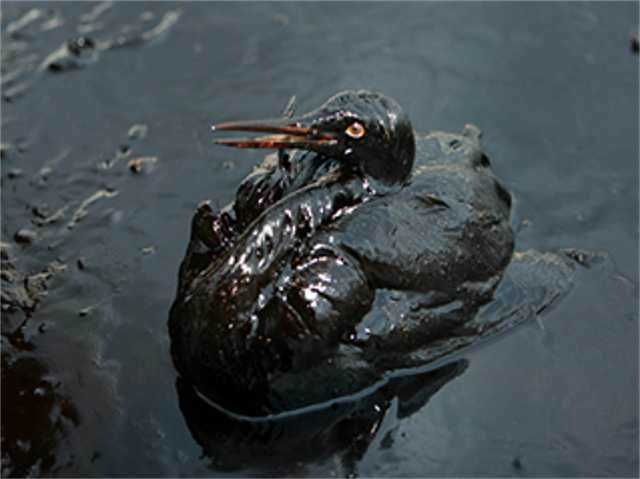 Нефть стали сливать в море: миру грозит экологическая катастрофа