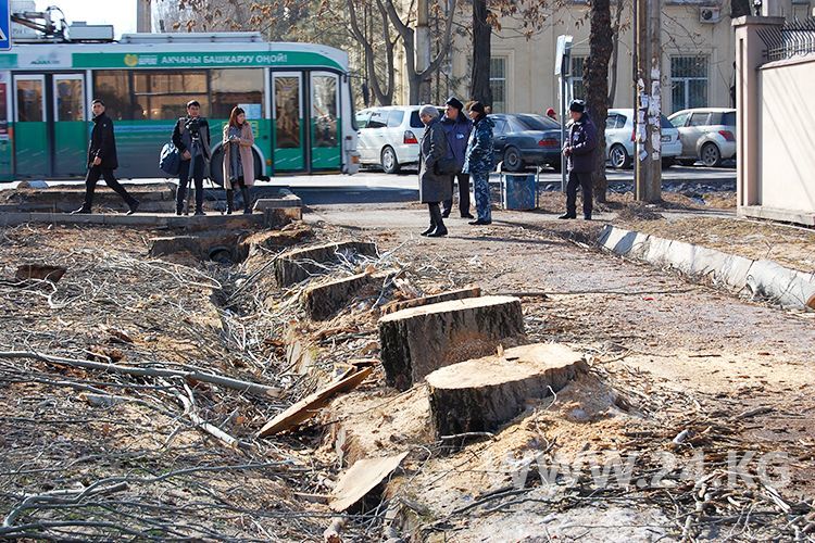 Геноцид деревьев в Ташкенте продолжается